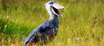 1 Day Mabamba Swamp Shoebill Birding